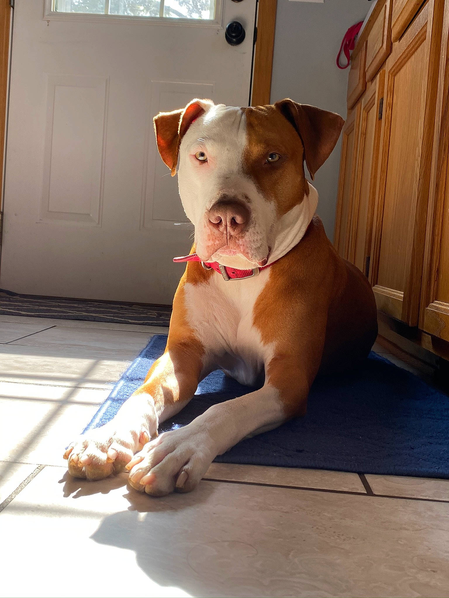 Stanley is registered to the contest to win money with this photo: carnivore, collar, companion_dog, dog, dog_breed, dog_collar, dog_supply, door, fawn, floor, flooring, hardwood, paw, pet_supply, snout, sporting_group, window, wood, working_animal, working_dog