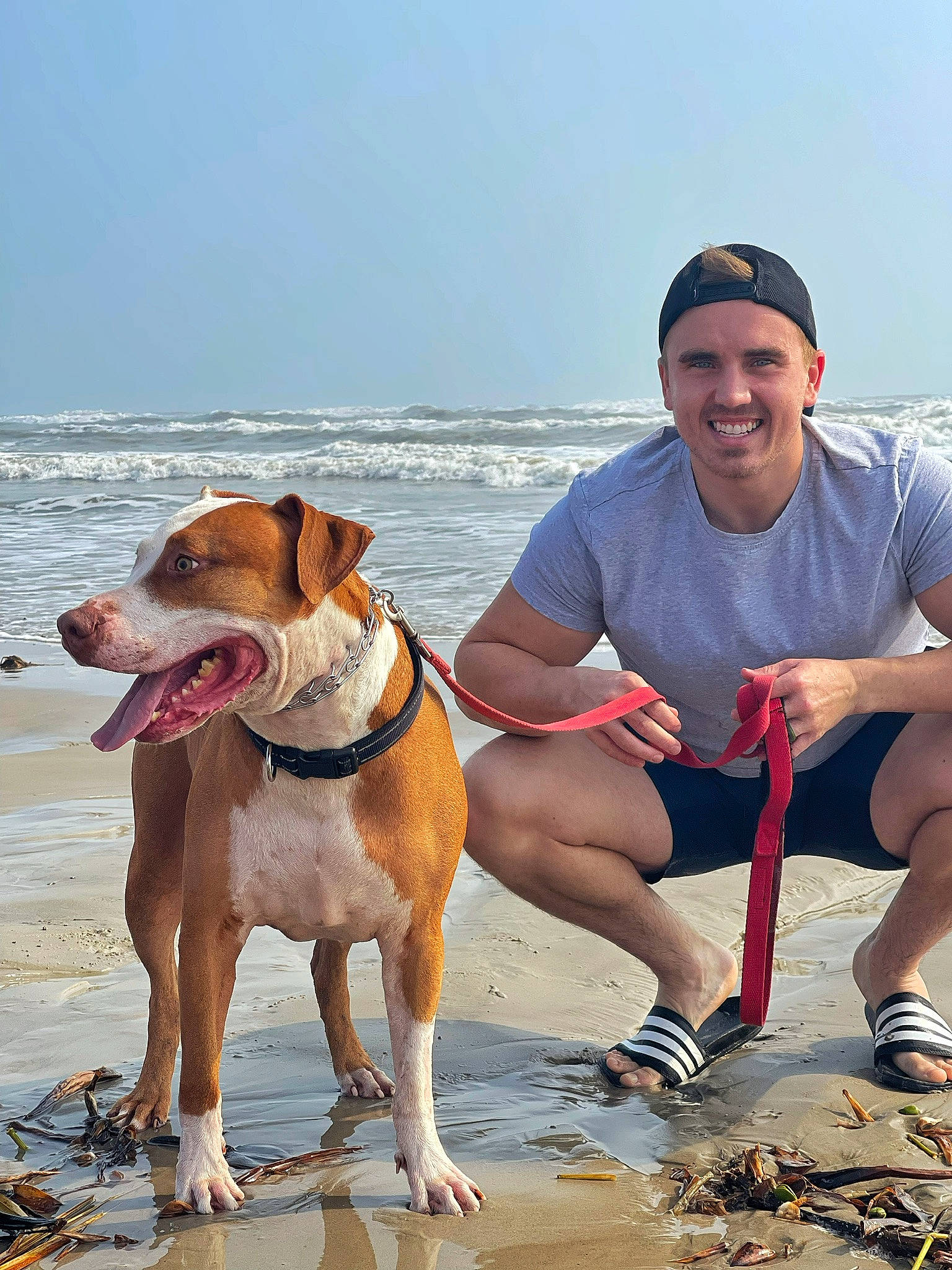 Stanley joined the competition — help win amazing prizes! baseball_cap, beach, body_of_water, cap, carnivore, collar, companion_dog, dog, dog_breed, fawn, fun, happy, hat, leisure, people_on_beach, shorts, sky, smile, water, working_animal