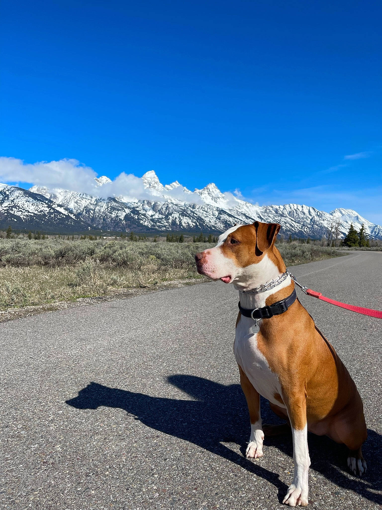 Stanley joined the competition — help win amazing prizes! asphalt, canidae, carnivore, cloud, collar, companion_dog, dog, dog_breed, dog_collar, dog_supply, fawn, landscape, leash, mountain, pet_supply, road_surface, sky, snow, sporting_group, tail
