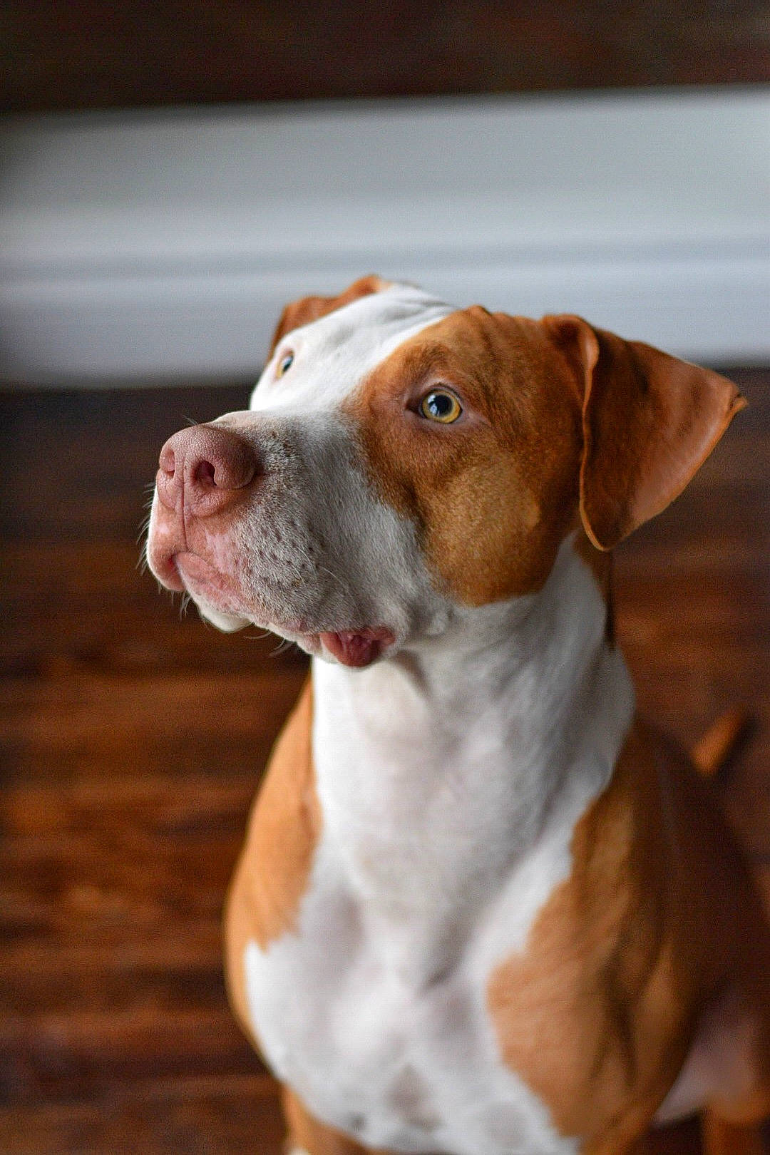 Stanley is registered to the contest to win money with this photo: ancient_dog_breeds, canidae, carnivore, collar, companion_dog, dog, dog_breed, dog_collar, hardwood, hound, hunting_dog, liver, non_sporting_group, sporting_group, terrestrial_animal, whiskers, wood, working_animal, working_dog