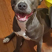 Molly is registered to the contest to win money with this photo: animal, boxer, bulldog, canine, dog, frenchbulldog, hardwood, hound, husky, indoors, interiordesign, labradorretriever, person, pet, pitbull, plywood, puppy, purple, snout, wood