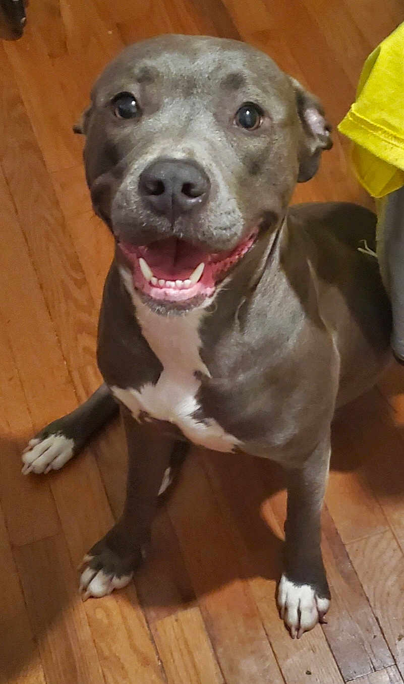 Molly is registered to the contest to win money with this photo: animal, boxer, bulldog, canine, dog, frenchbulldog, hardwood, hound, husky, indoors, interiordesign, labradorretriever, person, pet, pitbull, plywood, puppy, purple, snout, wood