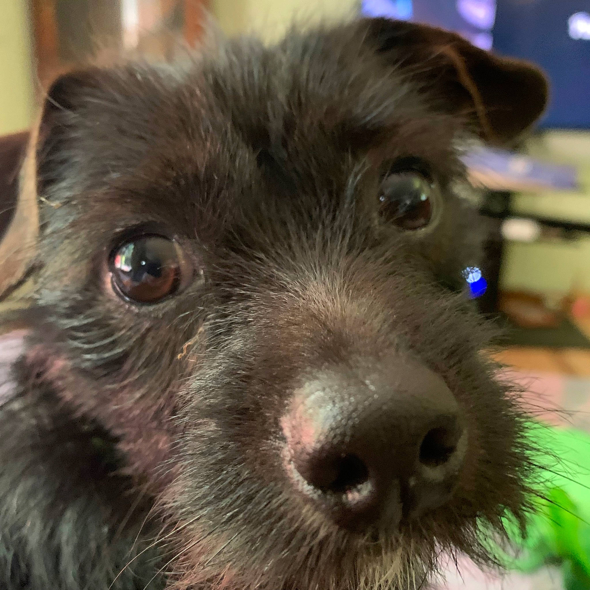 Sassy joined the competition — help win amazing prizes! canidae, carnivore, close_up, companion_dog, dog, dog_breed, ear, fur, liver, photography, puppy, small_terrier, snout, sporting_group, terrestrial_animal, terrier, whiskers, working_animal