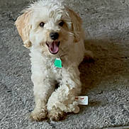 Peeta is registered to the contest to win money with this photo: dog, puppy, toy, carpet, floor, indoor, pet, happy, smiling, fur, cute, small_dog, animal, playful, home, domestic_animal, front_paws, sitting, light_fur, collar_tag