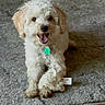 dog, puppy, toy, carpet, floor, indoor, pet, happy, smiling, fur, cute, small_dog, animal, playful, home, domestic_animal, front_paws, sitting, light_fur, collar_tag