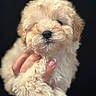 puppy, dog, fluffy, cream_colored, pet, animal, cute, hand, manicured_nails, portrait, close_up, fur, young, adorable, indoor, black_background, small, cuddly, mammal, domestic_animal