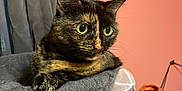 Octavia joined the competition — help win amazing prizes! alert, animal, books, cat, cat_bed, cozy, curious, curtains, furniture, gray, home_interior, indoor, orange, pet, portrait, pumpkin_decoration, stack_of_books, tortoiseshell_cat, warm_colors, wide_eyes