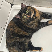 Octavia joined the competition — help win amazing prizes! animal, bathroom, bathtub, cat, closeup, comfort, cozy, curious, cute, domestic, feline, fur, green_eyes, indoor, looking_up, pet, resting, tiles, tortoiseshell, white