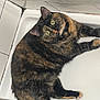 animal, bathroom, bathtub, cat, closeup, comfort, cozy, curious, cute, domestic, feline, fur, green_eyes, indoor, looking_up, pet, resting, tiles, tortoiseshell, white