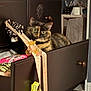 Octavia joined the competition — help win amazing prizes! accessories, black_and_white_floor, cabinet, cat, clothes, curious, drawer, floor, furniture, hair_tie, indoors, knobs, pet, plastic_bag, relaxed, room, scratched_surface, tortoiseshell, wide_eyes, wood