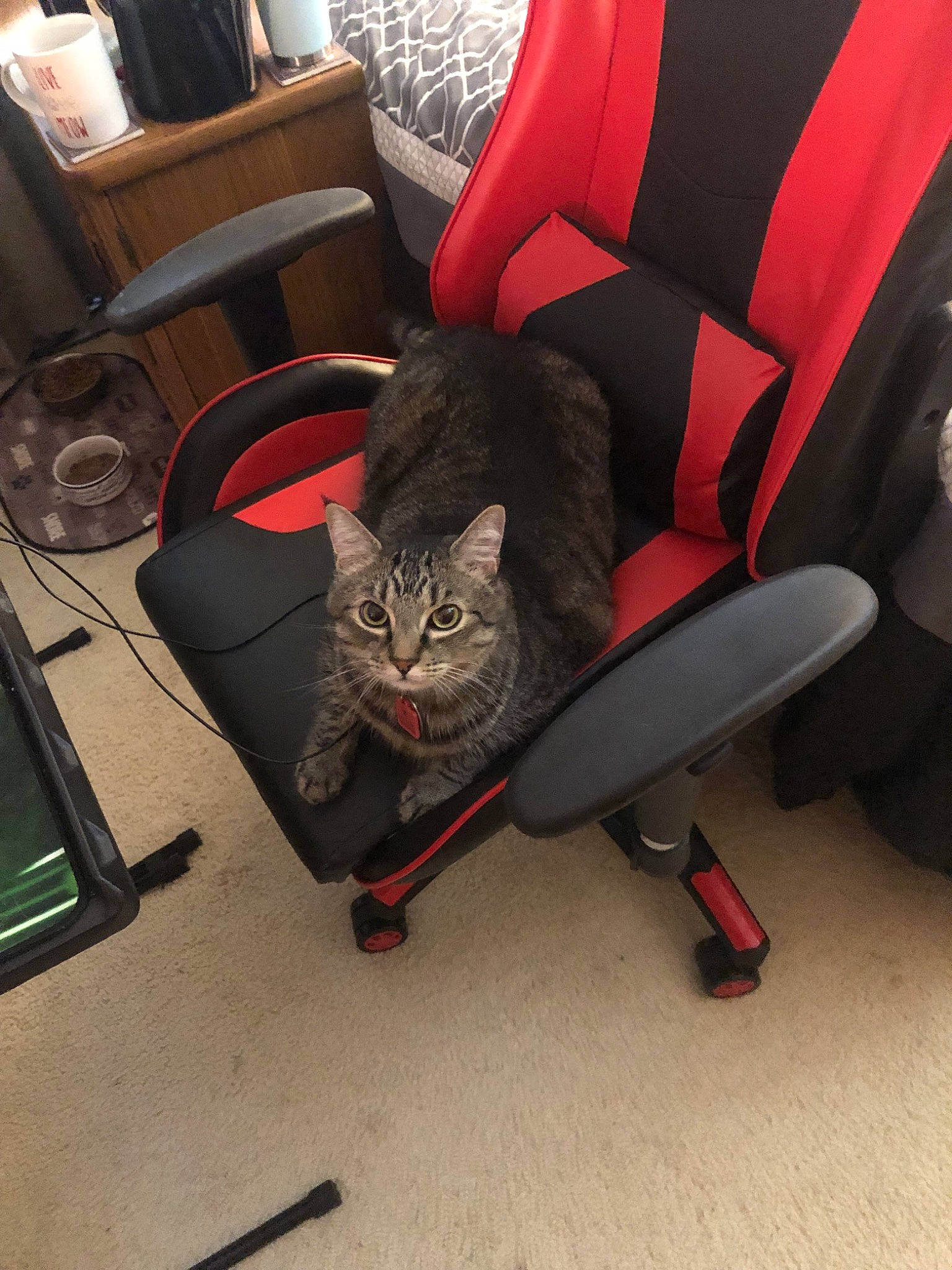 Pumpkin is registered to the contest to win money with this photo: armrest, automotive_design, automotive_tire, carnivore, cat, chair, club_chair, comfort, domestic_short_haired_cat, felidae, floor, flooring, grey, living_room, motor_vehicle, room, small_to_medium_sized_cats, tail, vehicle, whiskers