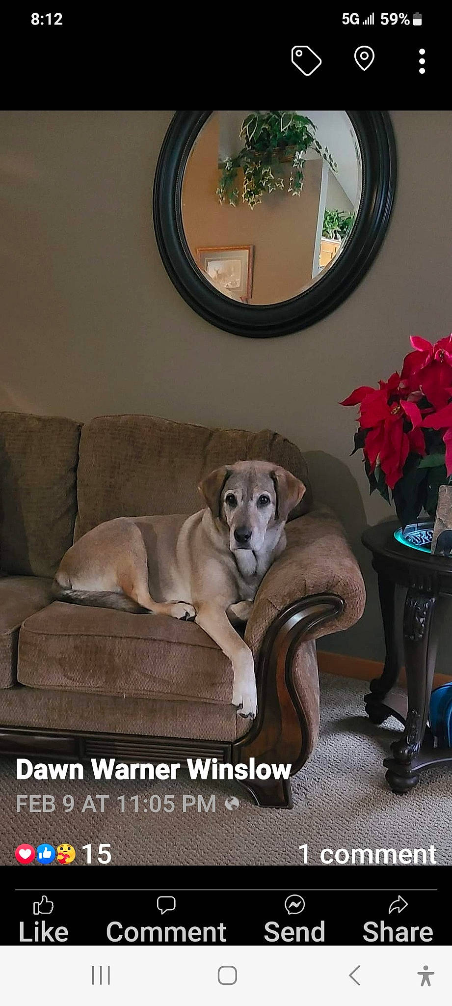 Jax joined the competition — help win amazing prizes! carnivore, comfort, companion_dog, couch, dog, dog_breed, fawn, flooring, flower, flowerpot, furniture, living_room, mirror, picture_frame, plant, studio_couch, table, tints_and_shades, window, wood