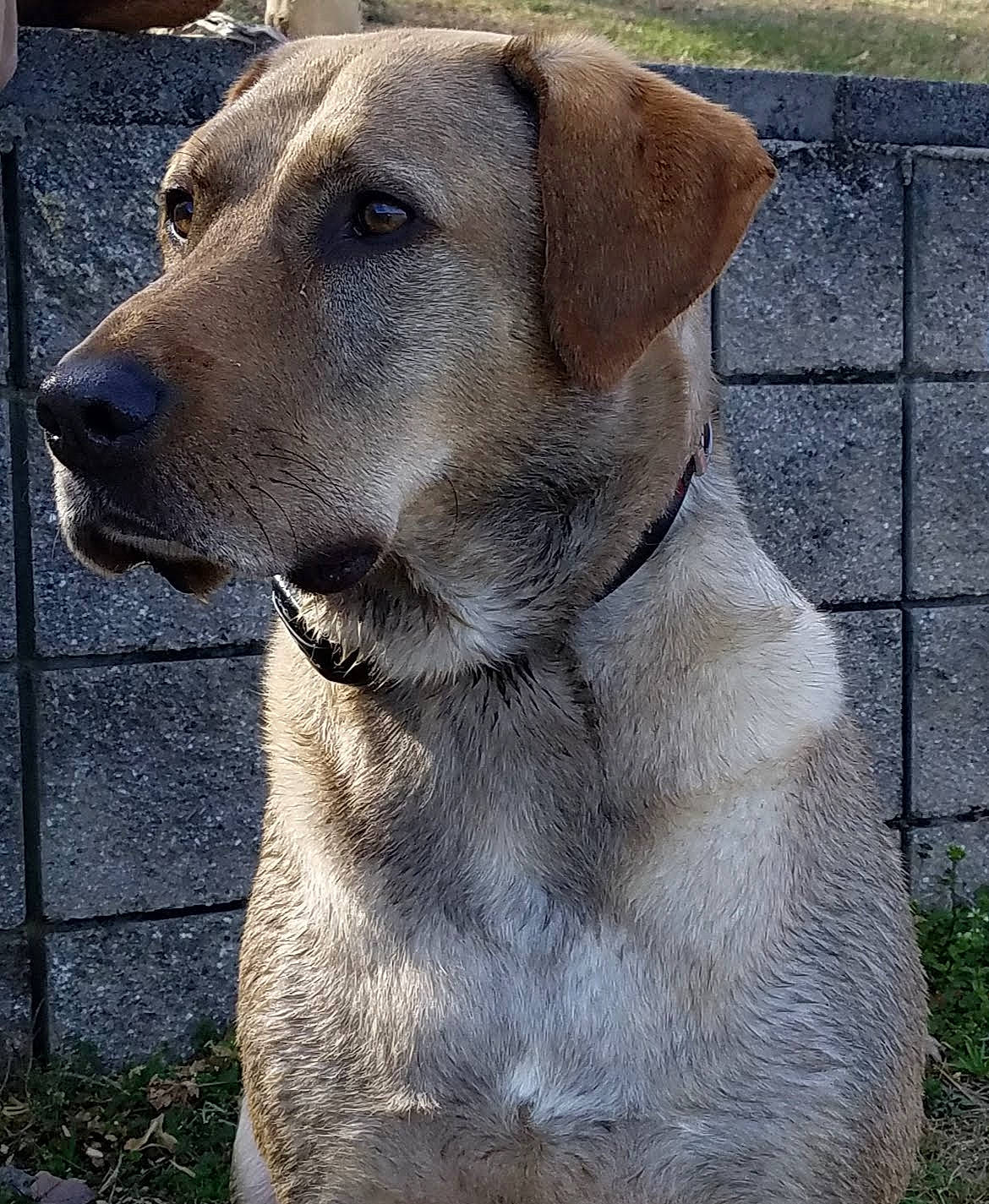 Jax joined the competition — help win amazing prizes! ancient_dog_breeds, canidae, carnivore, collar, companion_dog, dog, dog_breed, dog_collar, fawn, fur, pet_supply, snout, sporting_group, whiskers, working_animal, working_dog