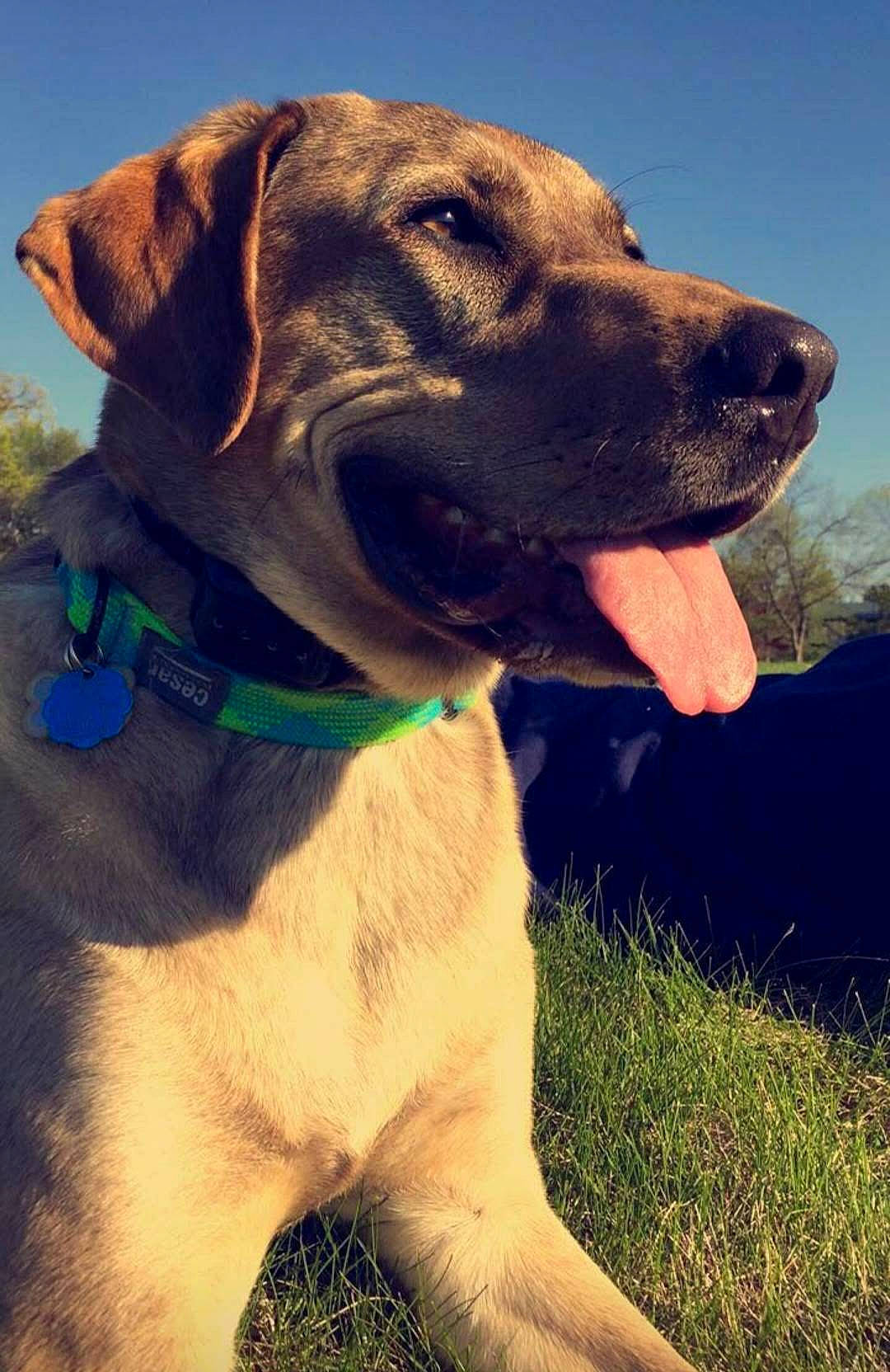 Jax joined the competition — help win amazing prizes! canidae, carnivore, cloud, collar, companion_dog, dog, dog_breed, dog_collar, dog_supply, fawn, grass, gun_dog, happy, liver, pet_supply, plant, sky, snout, sporting_group, working_animal