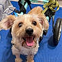 dog, small_dog, puppy, tongue_out, happy, pet, wheelchair, mobility_aid, harness, blue_mat, indoor, close_up, fur, ears, eyes, nose, paw, wheel, smiling, floor