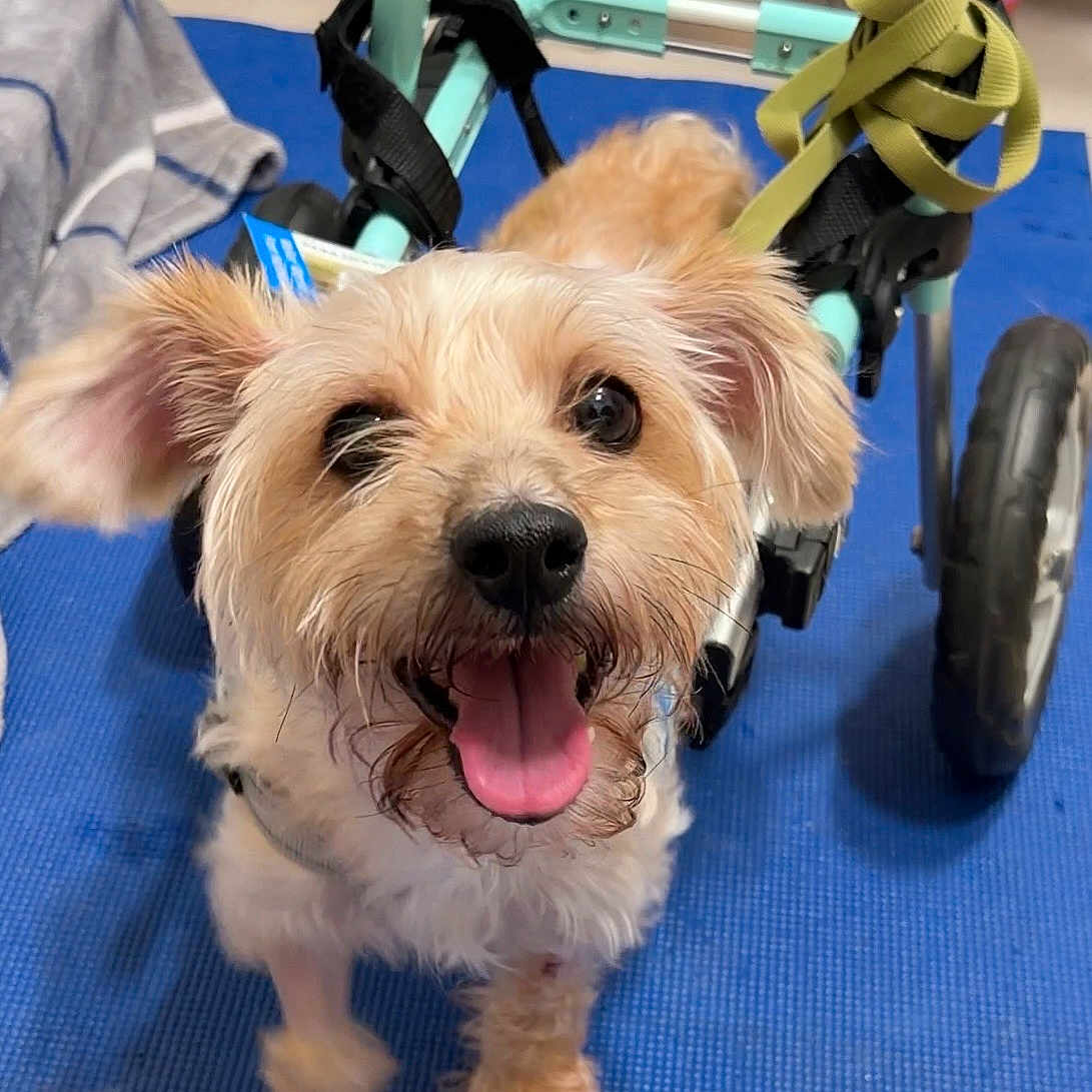 Mr Maximillian D.q. is registered to the contest to win money with this photo: blue_mat, close_up, dog, ears, eyes, floor, fur, happy, harness, indoor, mobility_aid, nose, paw, pet, puppy, small_dog, smiling, tongue_out, wheel, wheelchair