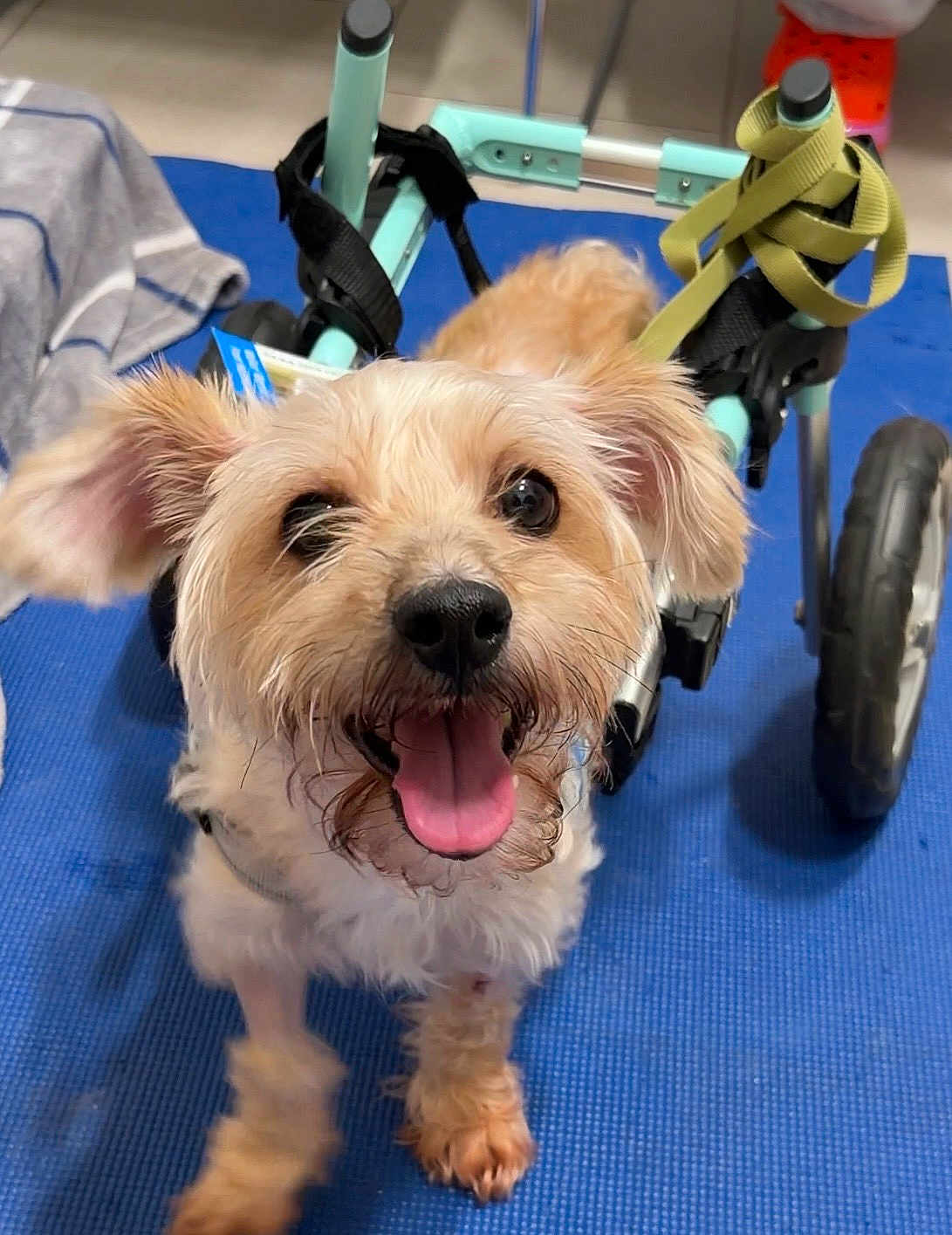 Mr Maximillian D.q. is registered to the contest to win money with this photo: dog, small_dog, puppy, tongue_out, happy, pet, wheelchair, mobility_aid, harness, blue_mat, indoor, close_up, fur, ears, eyes, nose, paw, wheel, smiling, floor
