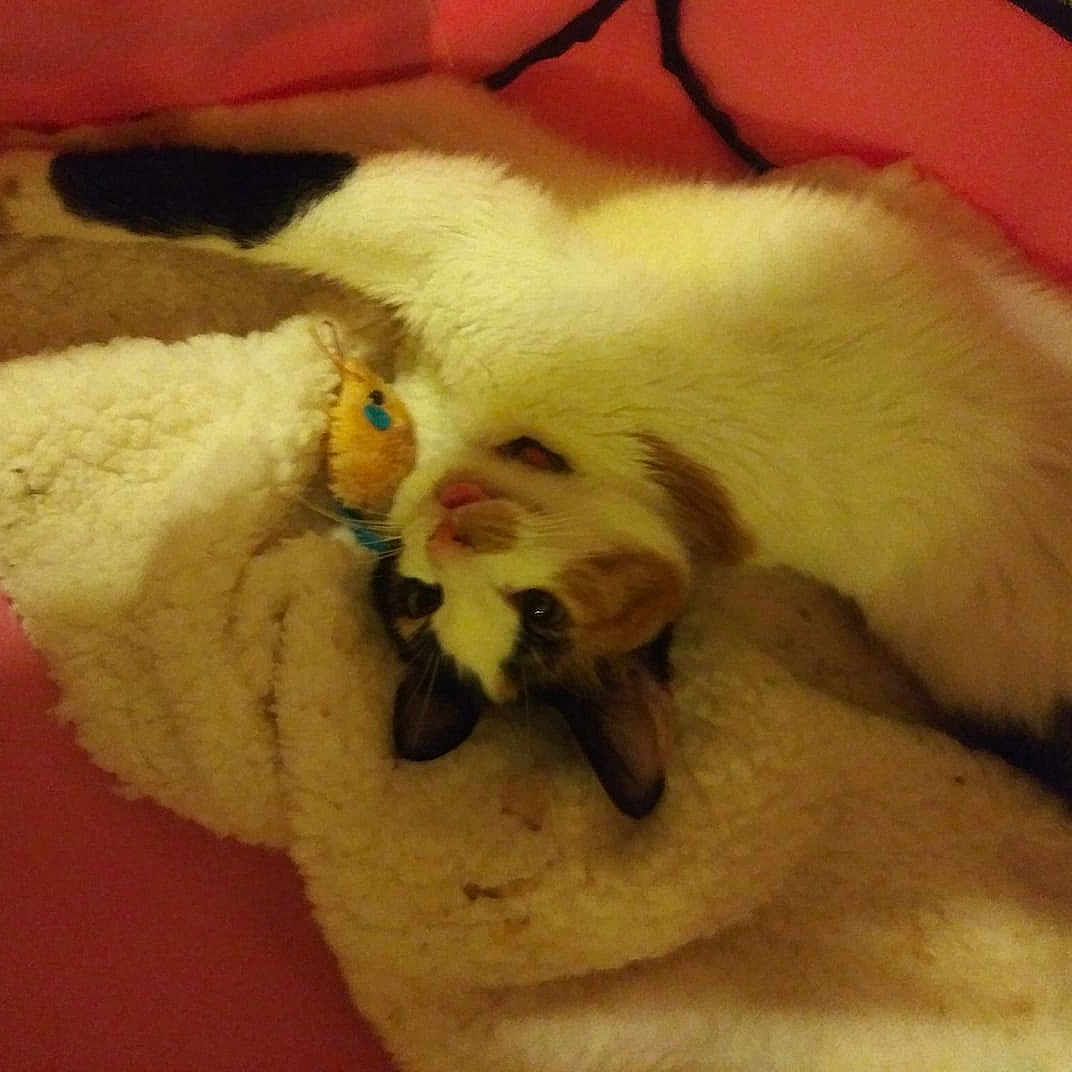 Catalina joined the competition — help win amazing prizes! carnivoran, cat, cat_like_mammal, dog_breed_group, fur, kitten, paw, small_to_medium_sized_cats, whiskers