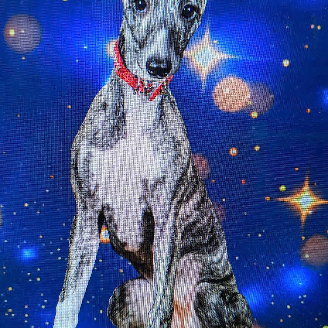 Vaiana participe au concours pour gagner de l'argent avec cette photo : accessories, animal, boxer, bulldog, canine, dog, envelope, greatdane, hound, lighting, nature, night, outdoors, pet, pitbull, plywood, puppy, purple, whitedog, wood