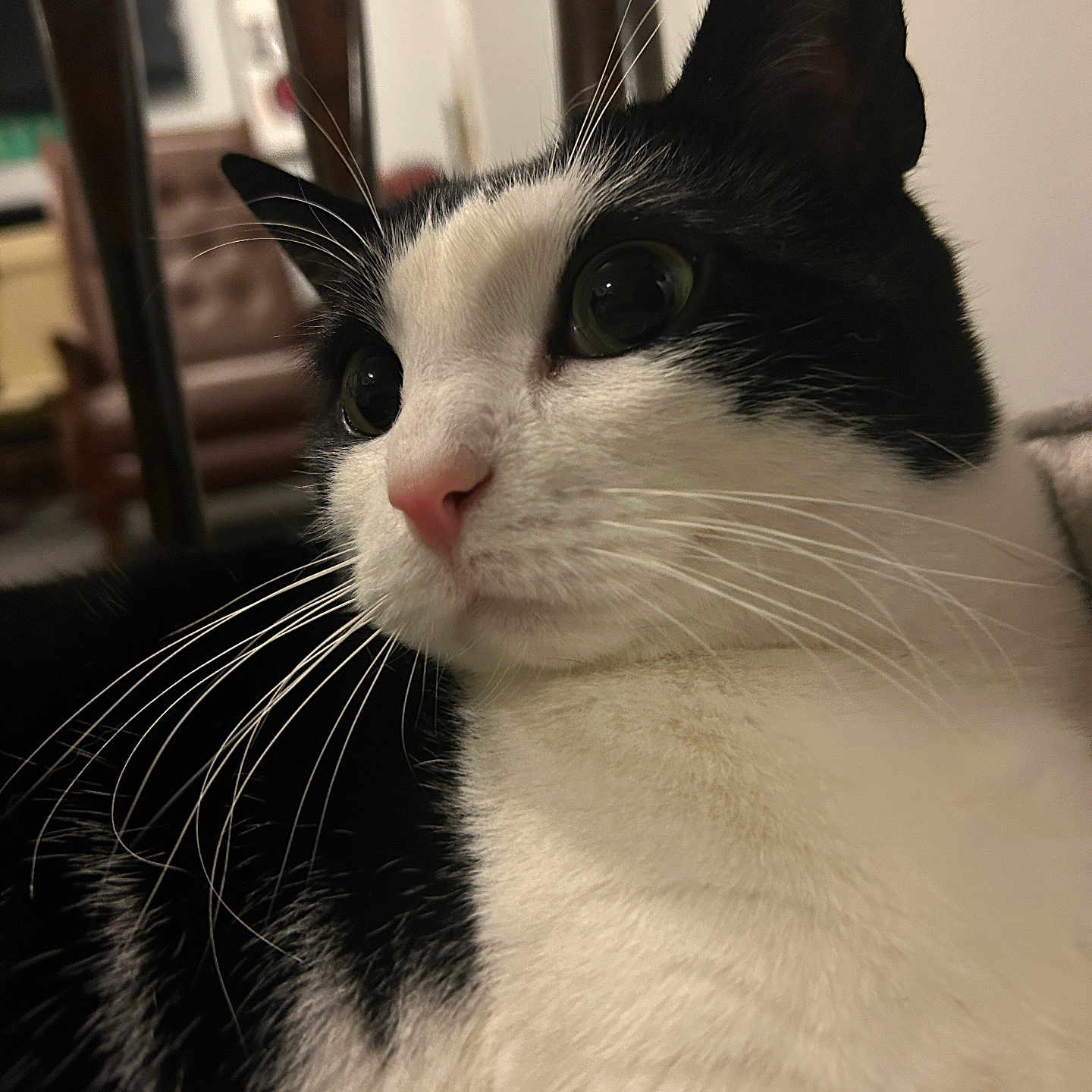 Milo