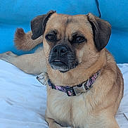 Chipie a rejoint le concours — aidez-le/la à gagner de superbes lots ! dog, pet, animal, portrait, close_up, tan_fur, black_muzzle, floppy_ears, brown_eyes, collar, floral_collar, lying_down, sitting, bed, bedding, blue_background, indoors, relaxed, looking_at_camera, funny_expression