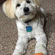 Willie is registered to the contest to win money with this photo: dog, white_dog, pet, tennis_ball, carpet, indoor, fluffy, cute, paw, collar, dog_tag, playful, animal, canine, toy, lying_down, looking_at_camera, tongue_out, fur, companion