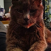 Léo participe au concours pour gagner de l'argent avec cette photo : animal, brown, cat, closeup, cozy, cute, ears, face, feline, fur, home, indoor, looking, mammal, paws, pet, portrait, relaxed, tabby, whiskers