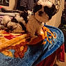 dog, puppy, black_and_white, fluffy, blanket, bed, indoor, curious, cozy, room, clothing, furniture, carpet, pet, animal, small_dog, collar, soft_texture, colorful, home