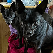 Cheech And Chong is registered to the contest to win money with this photo: dog, black_dog, pet, indoor, curious, ears, fur, animal, closeup, eyes, portrait, two_animals, companions, furniture, fabric, red_cloth, wood, domestic, cute, alert