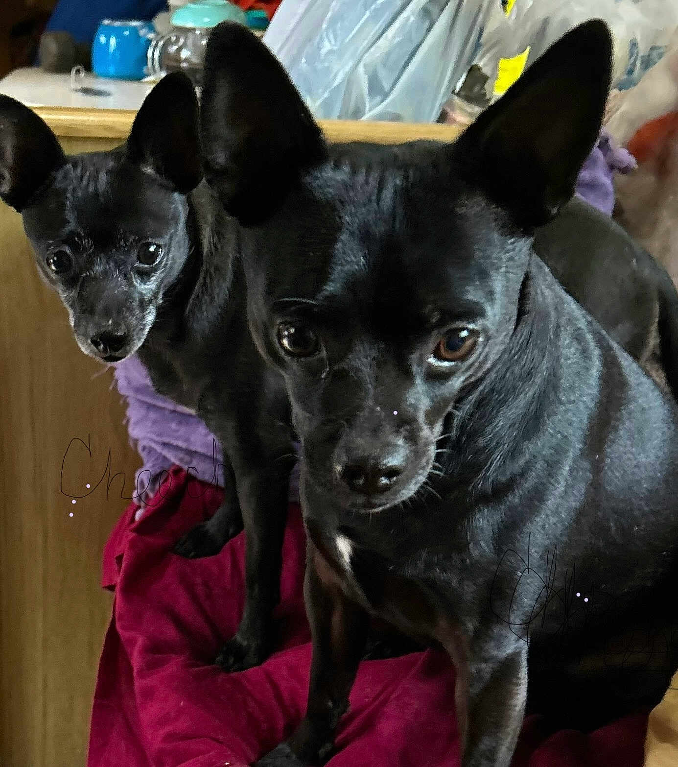 Cheech And Chong is registered to the contest to win money with this photo: dog, black_dog, pet, indoor, curious, ears, fur, animal, closeup, eyes, portrait, two_animals, companions, furniture, fabric, red_cloth, wood, domestic, cute, alert