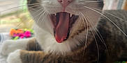 Peter Parker is registered to the contest to win money with this photo: cat, tabby, yawning, mouth_open, whiskers, paws, crocheted_blanket, colorful, indoor, window, pet, animal, feline, fur, closeup, soft_light, resting, tongue, teeth, domestic_cat
