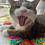 cat, tabby, yawning, mouth_open, whiskers, paws, crocheted_blanket, colorful, indoor, window, pet, animal, feline, fur, closeup, soft_light, resting, tongue, teeth, domestic_cat
