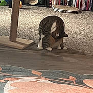 Peter Parker is registered to the contest to win money with this photo: cat, carpet, scratching_post, bookshelf, book, rug, floor, indoor, pet, feline, home, grooming, striped_cat, tabby, cozy, animal, furniture, quiet, domestic, curled