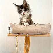 Bloom a rejoint le concours — aidez-le/la à gagner de superbes lots ! animal, beige, cat, cat_tree, curious, cushion, cute, ears, feline, fluffy, fur, indoor, kitten, looking, paws, pet, playful, resting, whiskers, wood