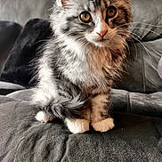 Bloom participe au concours pour gagner de l'argent avec cette photo : cat, kitten, pet, fur, whiskers, paws, indoor, couch, close_up, portrait, domestic_cat, tabby, long_hair, golden_eyes, cozy, sitting, sofa, soft_texture, fluffy, adorable