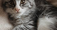 Bloom a rejoint le concours — aidez-le/la à gagner de superbes lots ! bedding, blanket, cat, closeup, cozy, cute, eyes, fur, indoor, kitten, long_hair, mammal, paw, pet, portrait, resting, sleepy, tabby, whiskers, yellow_eyes