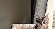 Bloom participe au concours pour gagner de l'argent avec cette photo : bench, cat, cozy, curtain, feline, fluffy_fur, home, indoor, kitten, looking_at_camera, paws, pet, pet_bed, portrait, sitting, soft_texture, sunlight, toy_mouse, whiskers, window