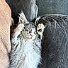 Bloom a rejoint le concours — aidez-le/la à gagner de superbes lots ! adorable, cat, couch, cozy, cushion, cute, feline, fluffy, fur, indoor, kitten, nap, paws, pet, pink_nose, relaxed, resting, sleeping, soft, whiskers