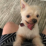 Papi joined the competition — help win amazing prizes! dog, small_dog, bow_tie, pet, happy, tongue_out, indoor, carpet, person, lap, striped_clothing, furniture, white_furniture, fluffy, cute, animal, companion, home, light, smiling