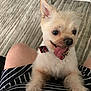 dog, small_dog, bow_tie, pet, happy, tongue_out, indoor, carpet, person, lap, striped_clothing, furniture, white_furniture, fluffy, cute, animal, companion, home, light, smiling
