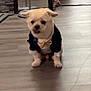 Papi joined the competition — help win amazing prizes! dog, pet, tuxedo, bow_tie, indoor, floor, mirror, furniture, wooden_floor, reflection, pillow, small_dog, animal, costume, cute, sitting, clothing, home, decor, companion