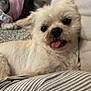 Papi is registered to the contest to win money with this photo: dog, tongue_out, fluffy, couch, indoor, pet, cute, resting, light_colored, striped_clothing, cozy, companion, animal, background_dog, pink_outfit, closeup, relaxed, furry, domestic_animal, playful