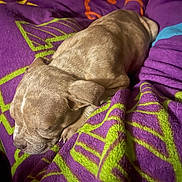 Canela joined the competition — help win amazing prizes! puppy, dog, sleeping, sleepy, animal, canine, newborn, curled_up, blanket, purple, green, colorful, indoors, cozy, resting, closed_eyes, snout, paws, fur, portrait