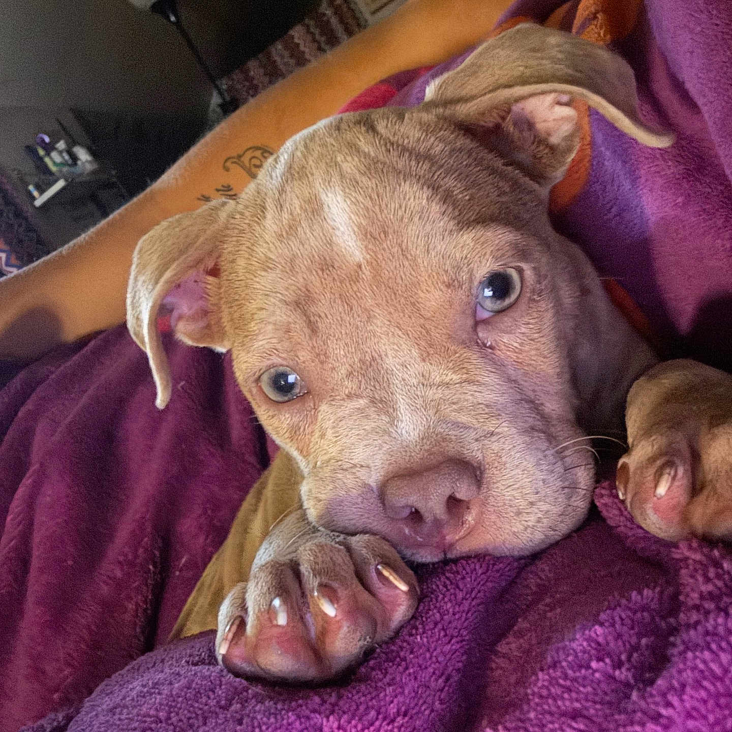 Canela joined the competition — help win amazing prizes! puppy, dog, two_dogs, sleepy, close_up, portrait, brown_fur, floppy_ears, blue_eyes, paw, claws, nose, face, pet, cuddling, blanket, cozy, indoor, bed, cute