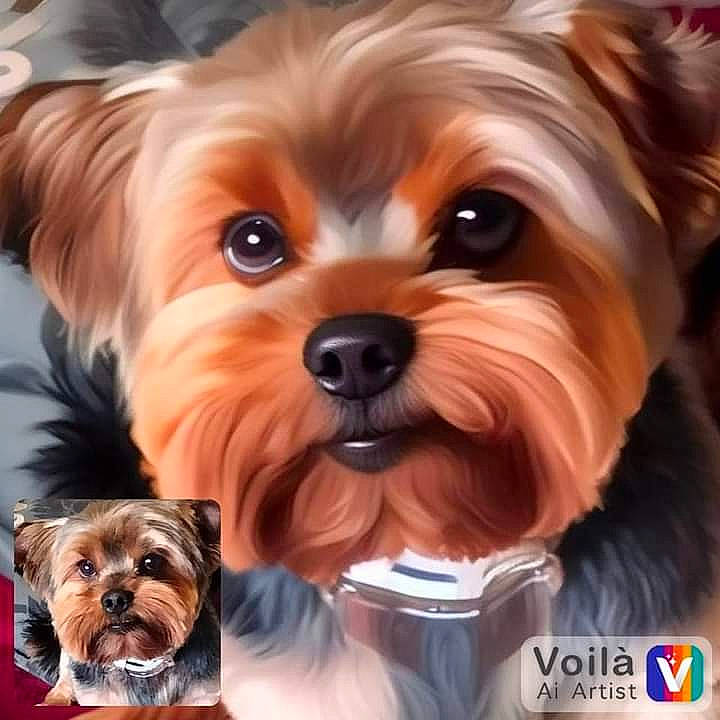 Mario participe au concours pour gagner de l'argent avec cette photo : biewer_terrier, canidae, carnivore, companion_dog, dog, dog_breed, dog_supply, fawn, firefighter, font, fur, liver, maltepoo, pet_supply, small_terrier, snout, sporting_group, toy_dog, working_animal, yorkipoo