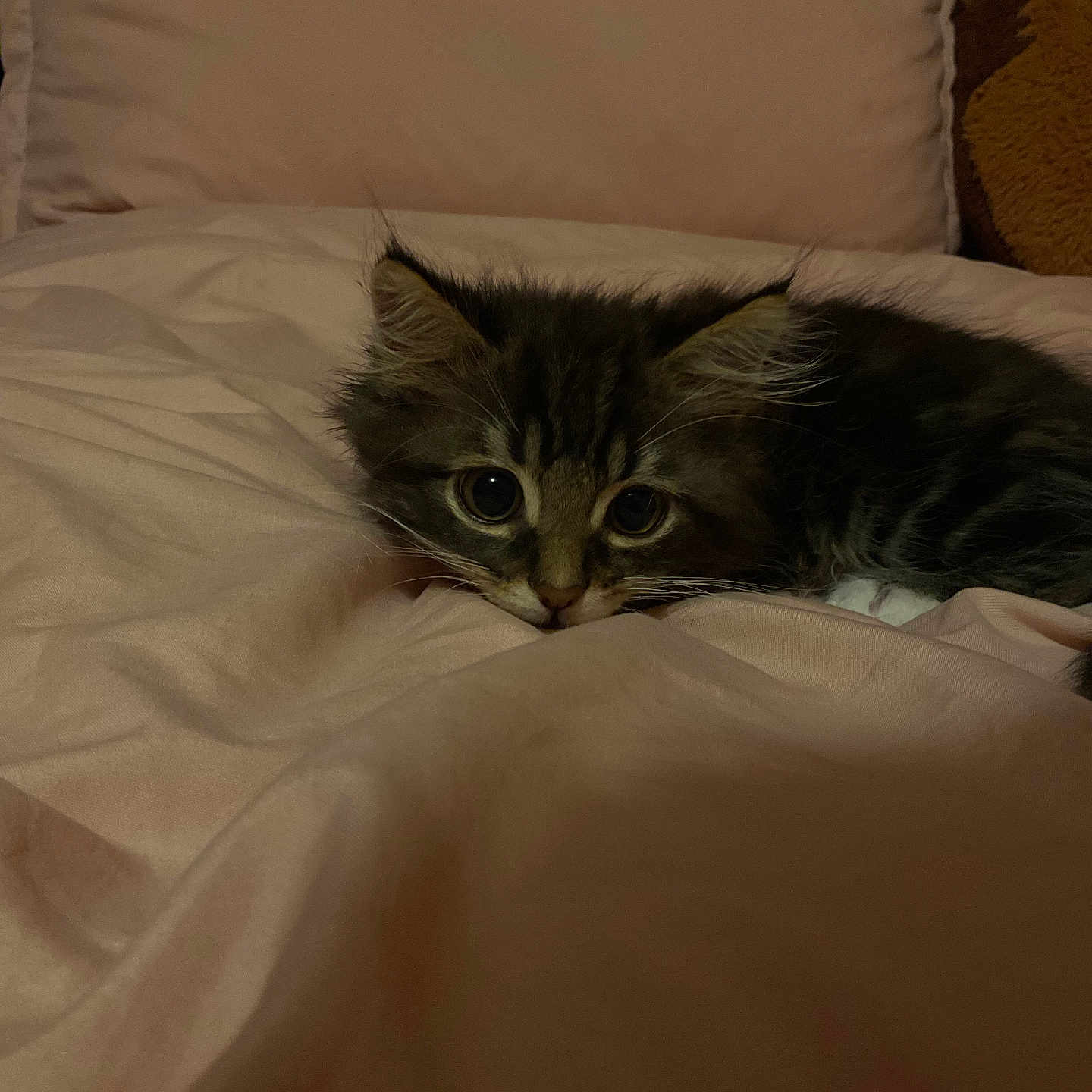 Goggles Sycamore is registered to the contest to win money with this photo: abyssinian, animal, bed, bedroom, blanket, cat, chair, couch, cushion, furniture, homedecor, indoors, kitten, linen, manx, pet, quilt, room