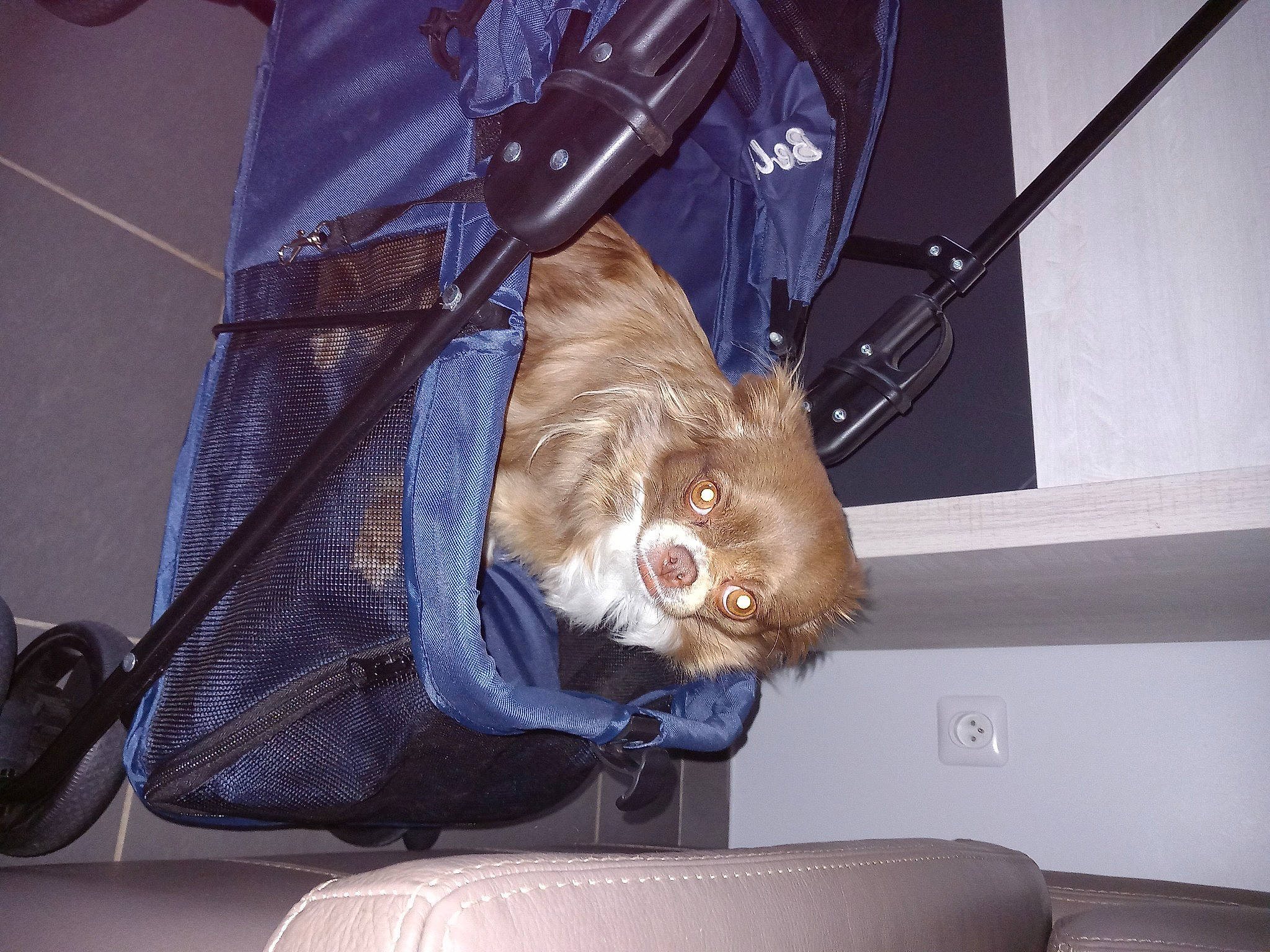 Rita participe au concours pour gagner de l'argent avec cette photo : auto_part, canidae, car_seat, carnivore, comfort, companion_dog, dog, dog_breed, electric_blue, fawn, fur, liver, snout, sporting_group, vehicle, vehicle_door, whiskers