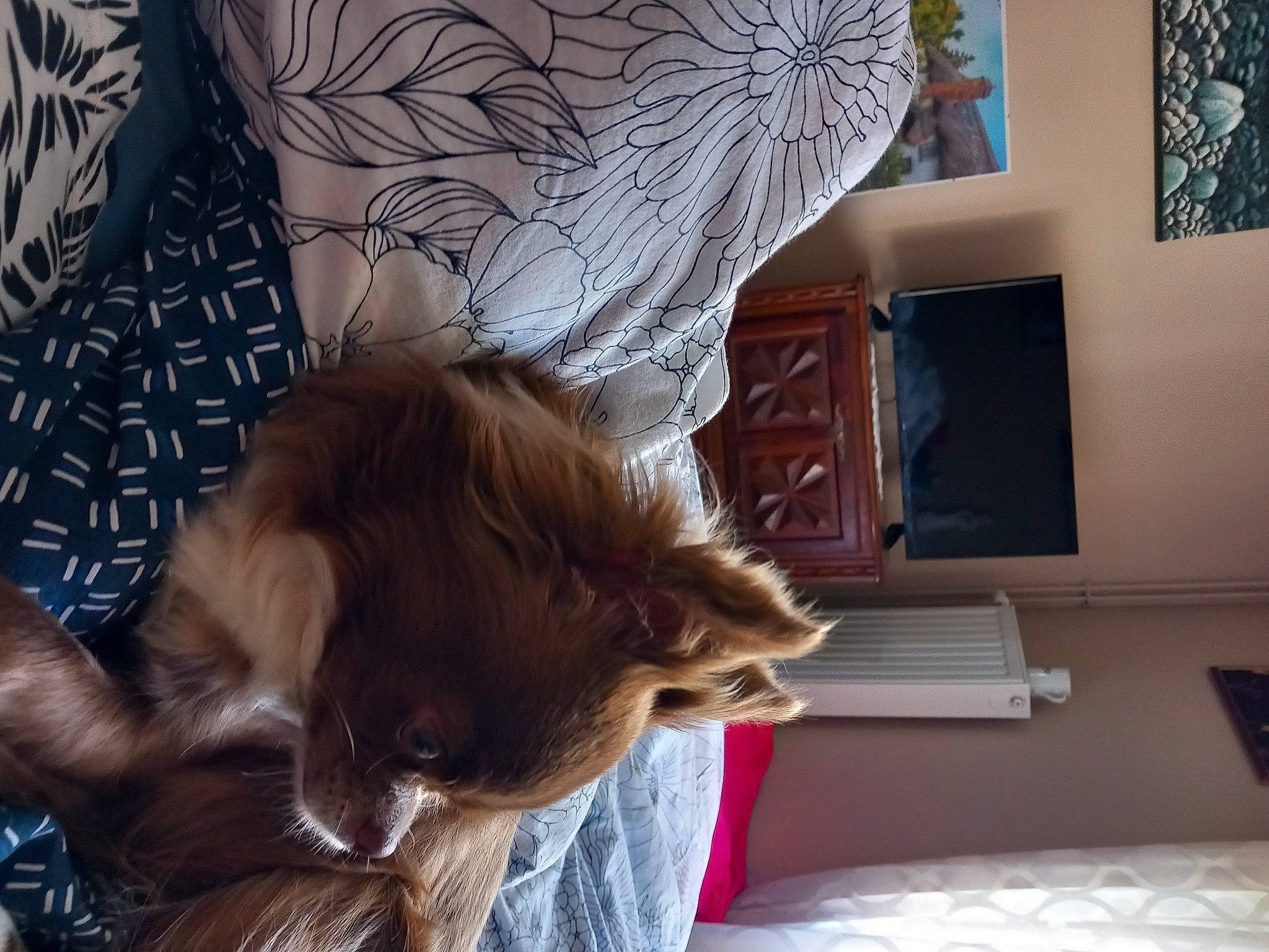 Rita a rejoint le concours — aidez-le/la à gagner de superbes lots ! carnivore, cat, comfort, companion_dog, dog_breed, fawn, felidae, flooring, fur, human_leg, mammal, picture_frame, room, small_to_medium_sized_cats, spitz, tail, textile, whiskers, window, wood