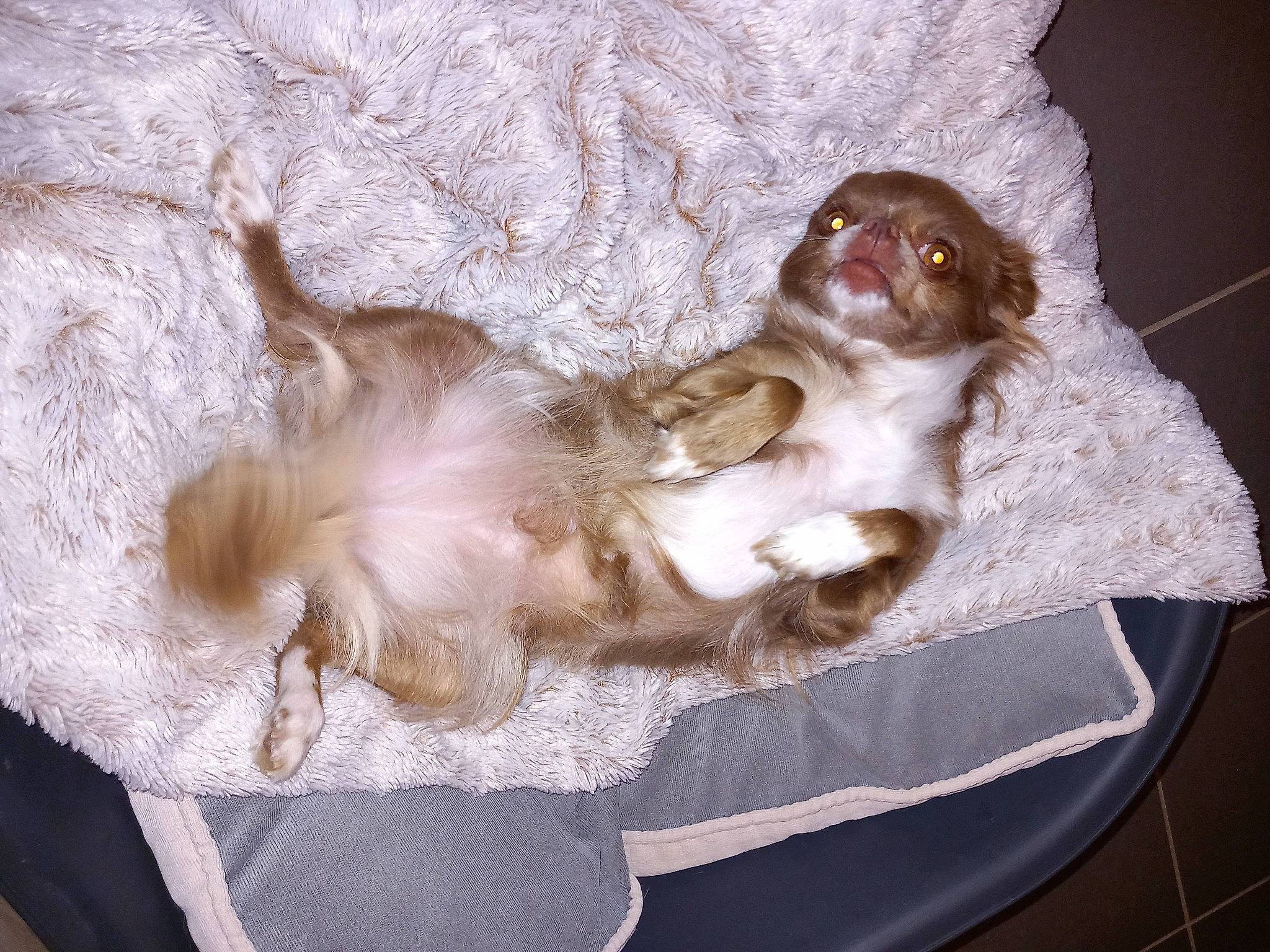 Rita participe au concours pour gagner de l'argent avec cette photo : canidae, carnivore, cavalier_king_charles_spaniel, comfort, companion_dog, dog, dog_breed, felidae, fur, king_charles_spaniel, liver, paw, pet_supply, small_to_medium_sized_cats, spaniel, sporting_group, tail, toy_dog, whiskers, working_animal