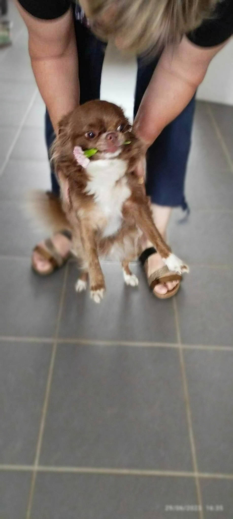 Rita a rejoint le concours — aidez-le/la à gagner de superbes lots ! carnivore, companion_dog, dog_breed, domestic_short_haired_cat, fawn, felidae, floor, flooring, foot, fur, hardwood, human_leg, paw, small_to_medium_sized_cats, snout, tail, thigh, whiskers, wood, working_animal